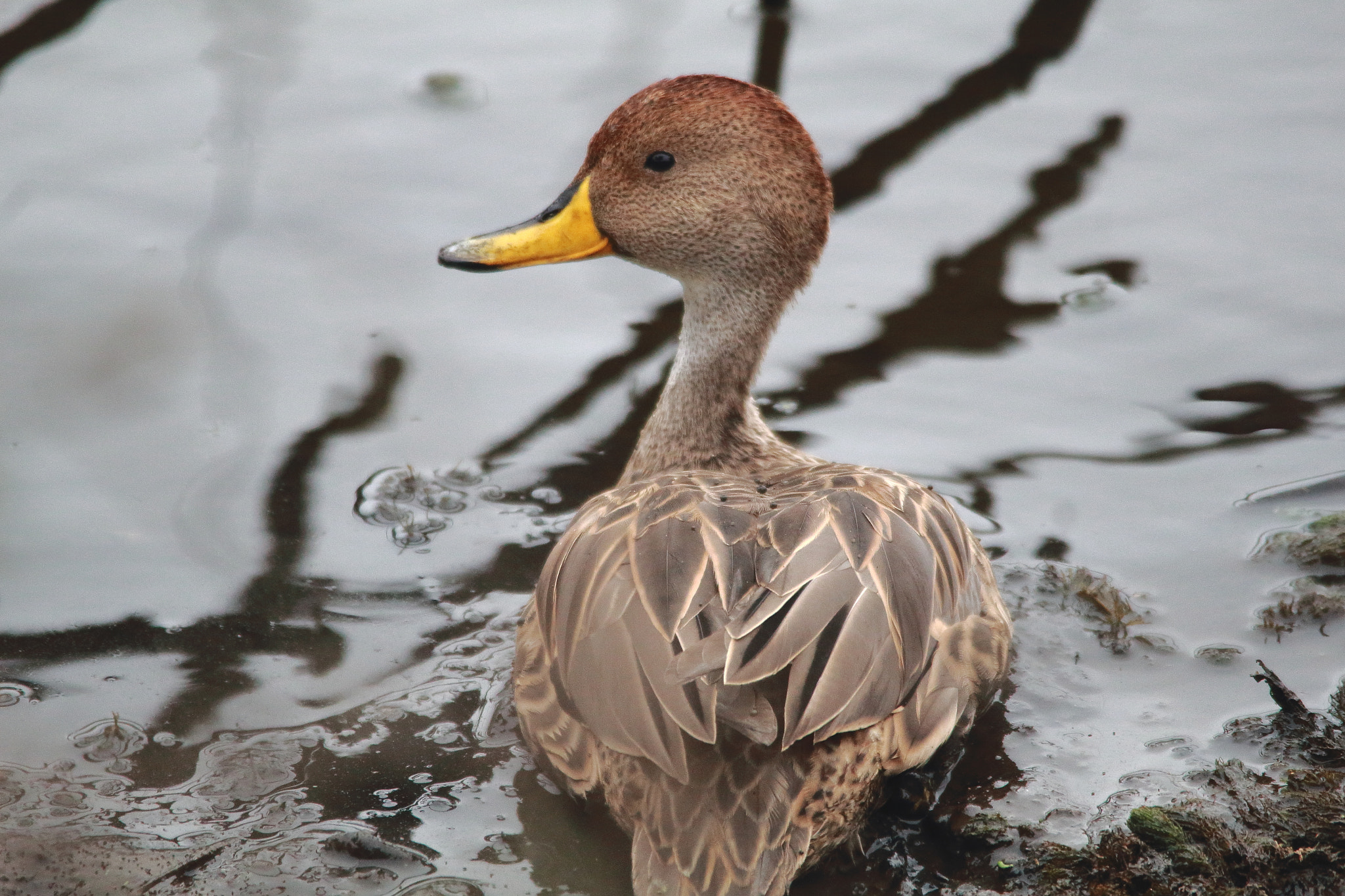 Sigma 150-500mm F5-6.3 DG OS HSM sample photo