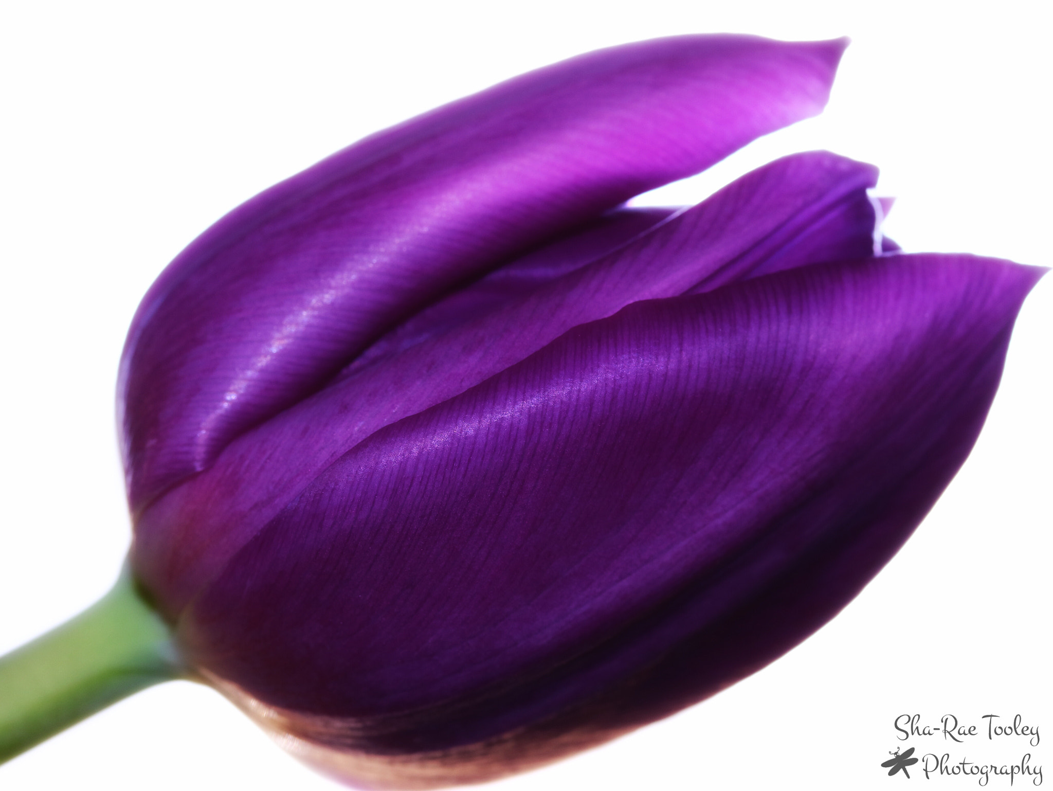 Canon EF-S 60mm F2.8 Macro USM sample photo. Hello spring photography