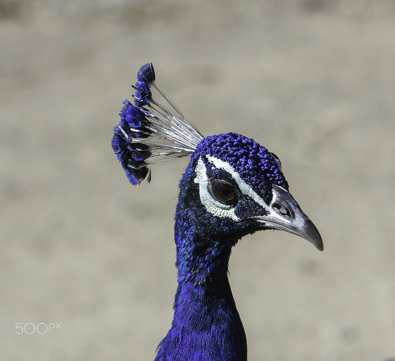 Sigma 150-500mm F5-6.3 DG OS HSM sample photo. Vibrant colors photography