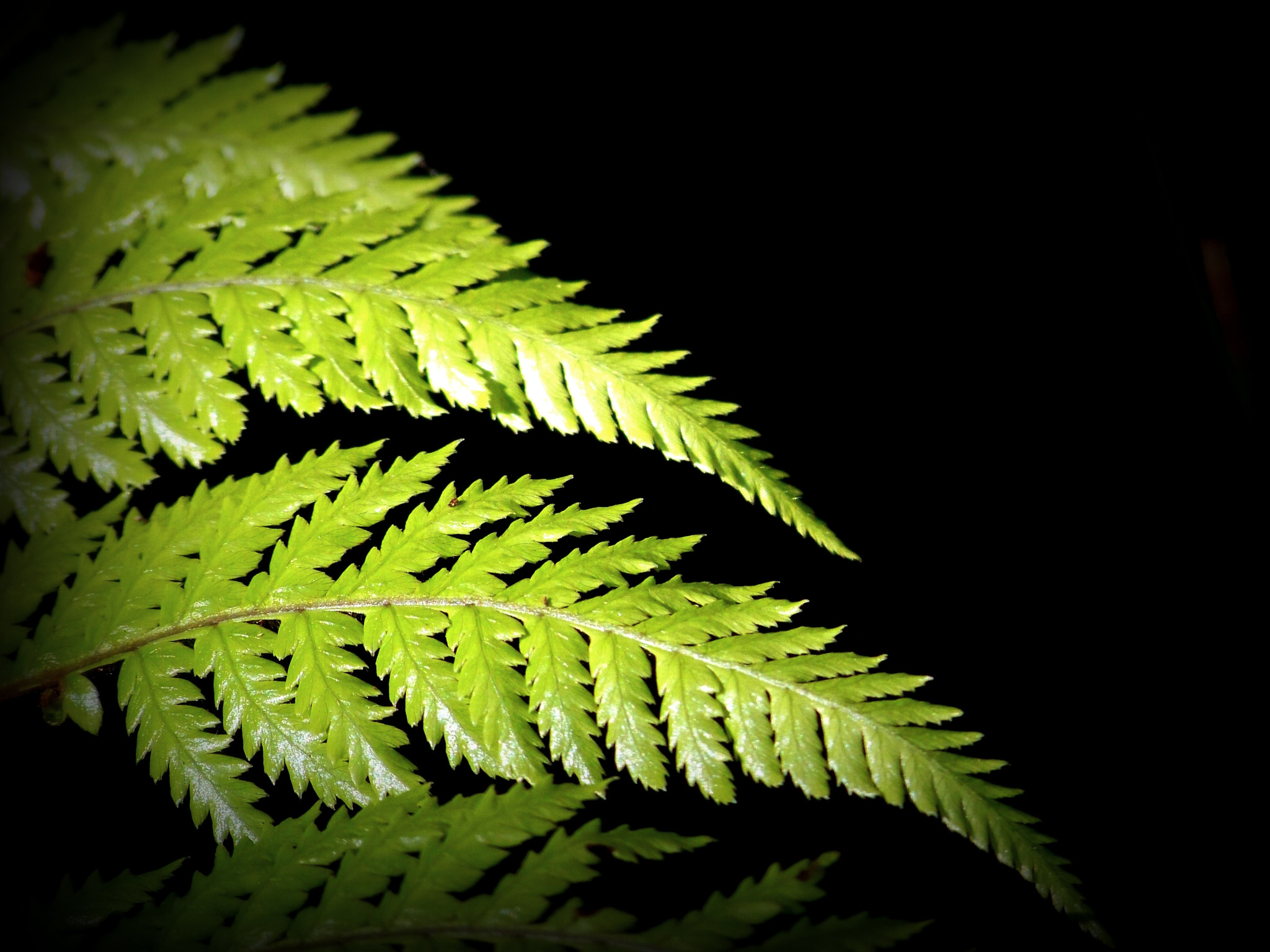 Kodak Z812 IS ZOOM DIGITAL CAMERA sample photo. Fern leaves photography