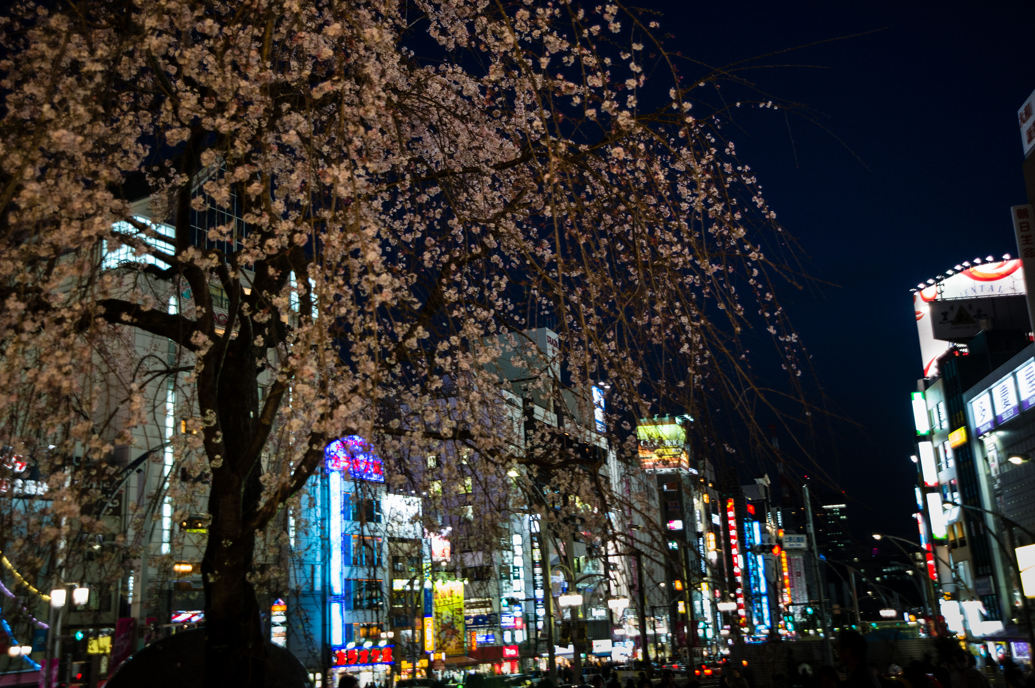 AF Zoom-Nikkor 24-120mm f/3.5-5.6D IF sample photo. Tokyo 2016 photography