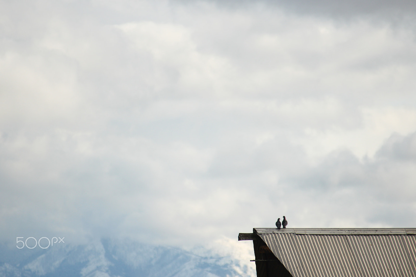 Sigma 70-300mm F4-5.6 APO DG Macro sample photo. Love birds photography