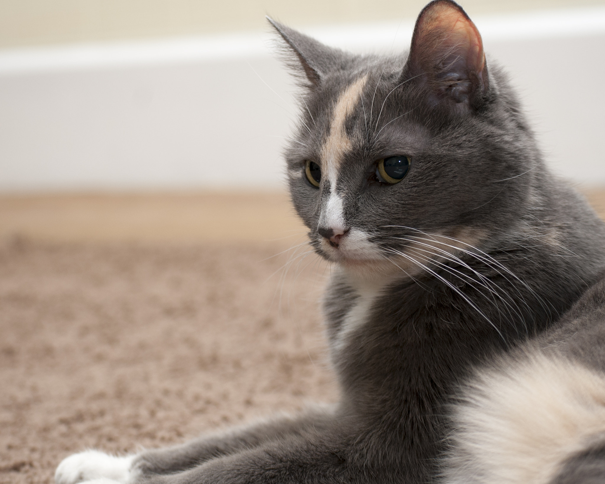 Nikon D200 sample photo. Precious photography