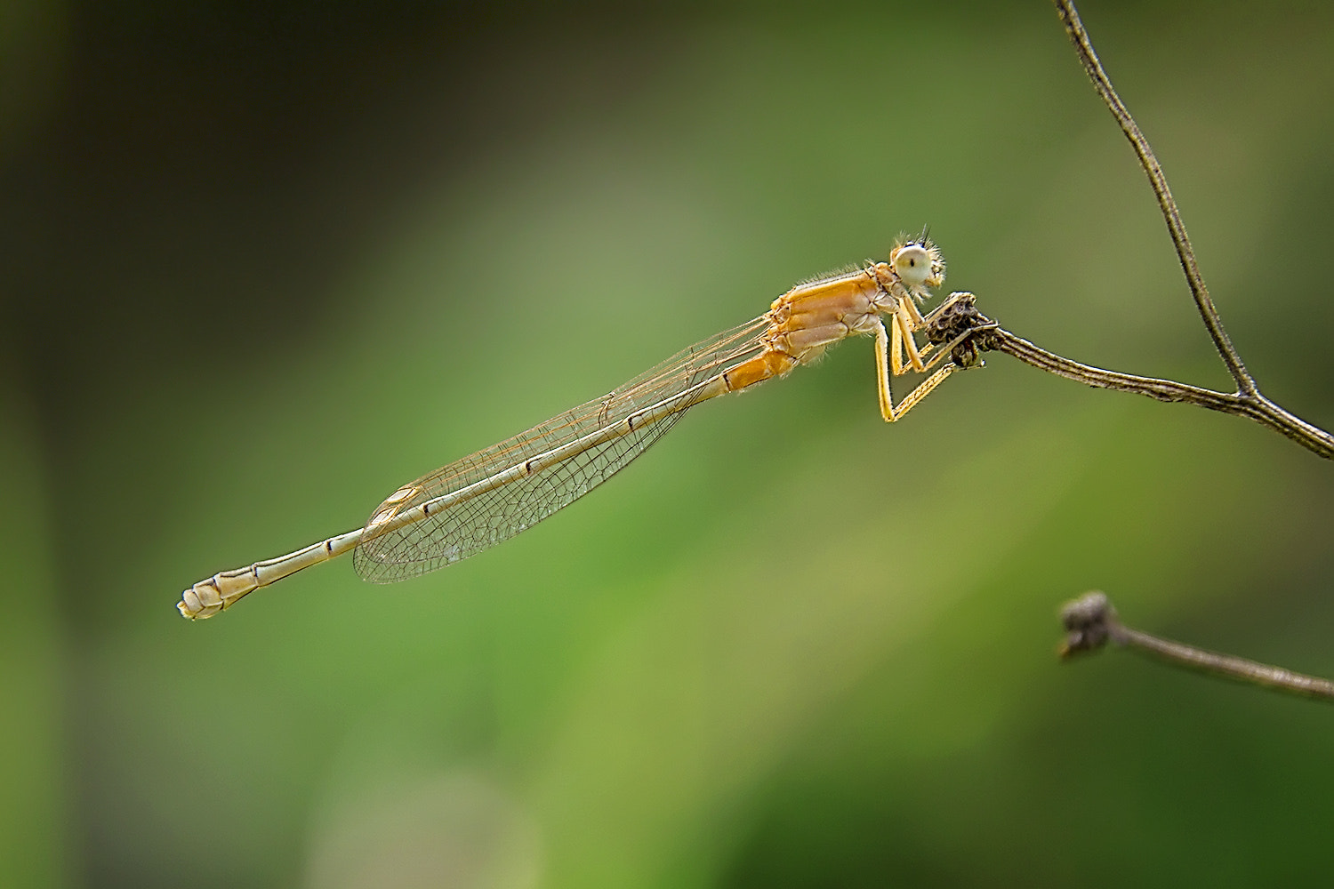 Canon EOS M sample photo. Rubber photography