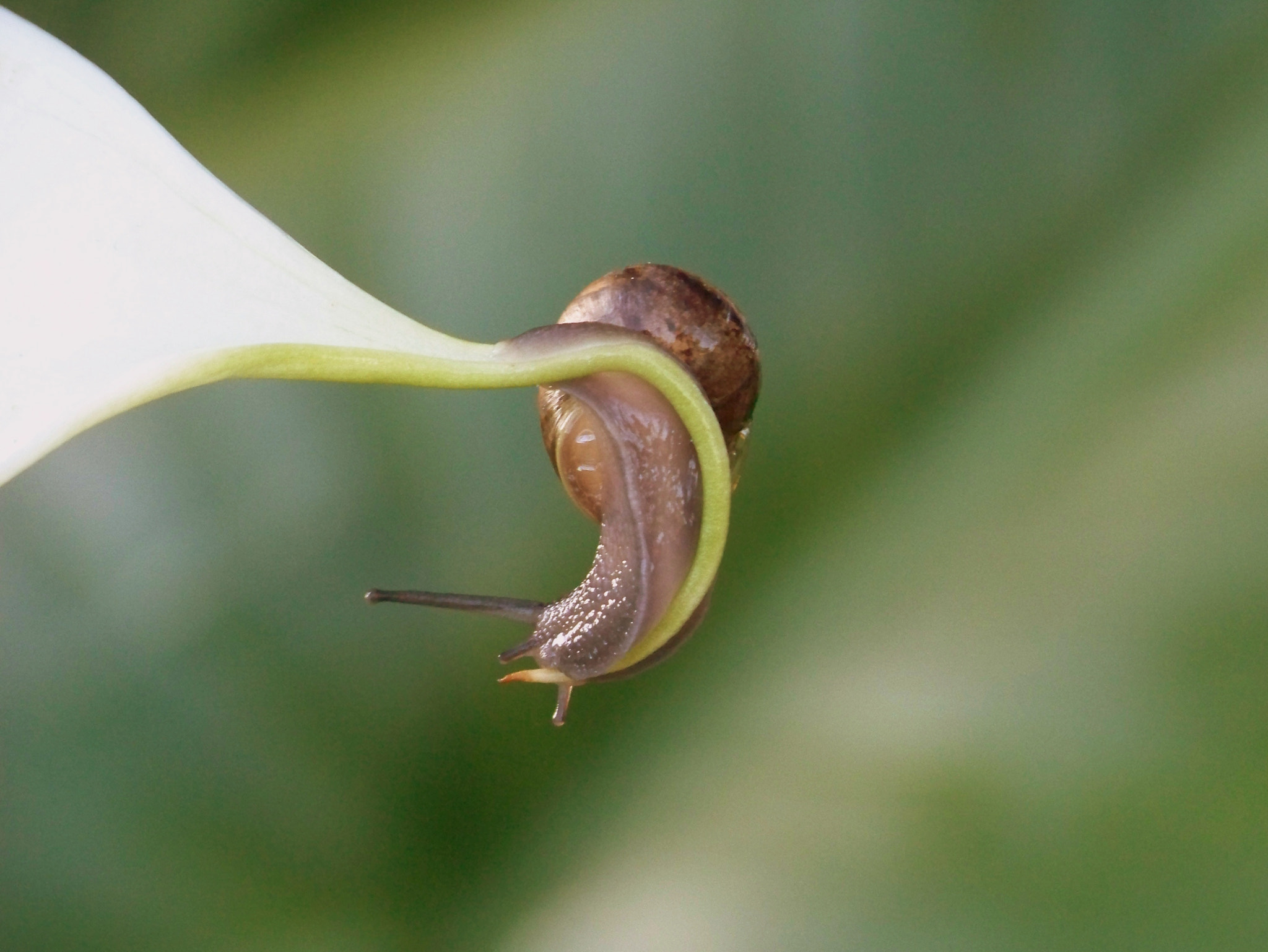 Kodak Z812 IS ZOOM DIGITAL CAMERA sample photo. Little garden snail photography