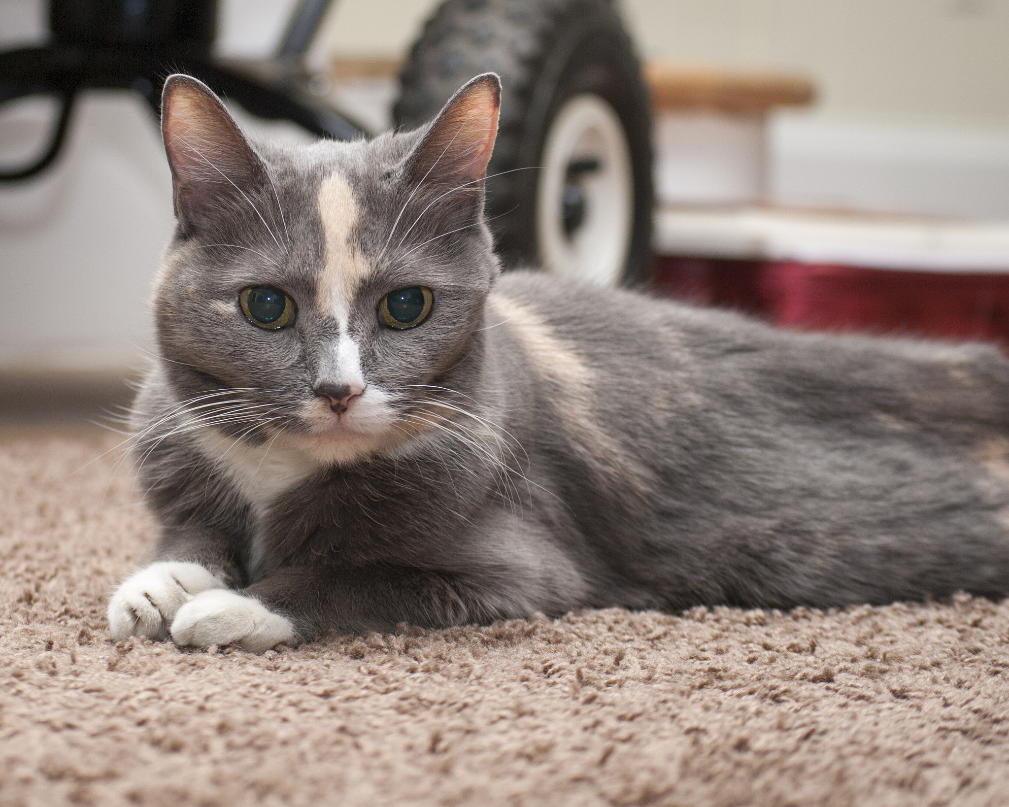 Nikon D200 sample photo. Precious photography