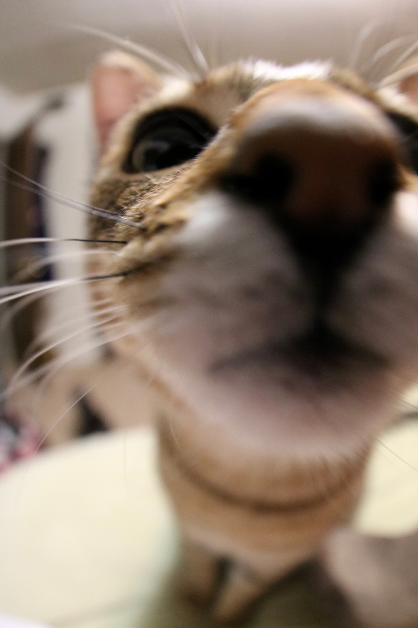 Canon EF 8-15mm F4L Fisheye USM sample photo. Herro photography