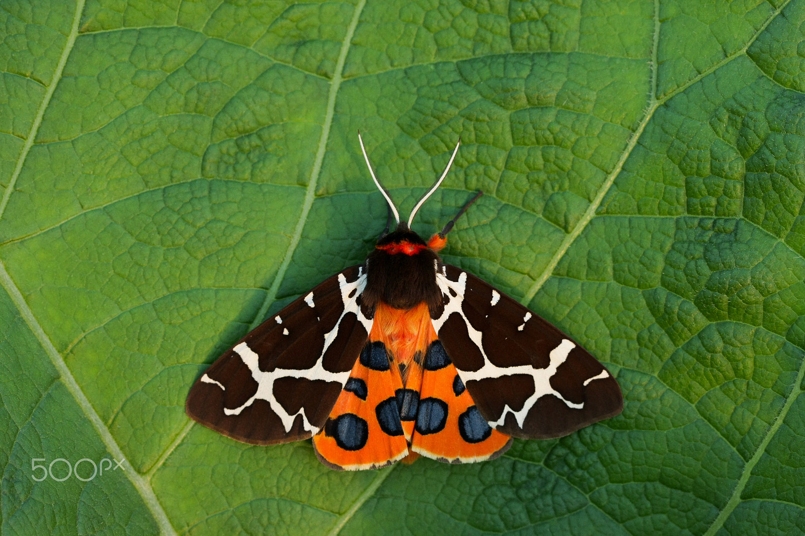 Canon EOS 40D + Canon EF 100mm F2.8L Macro IS USM sample photo. Garden tiger moth photography