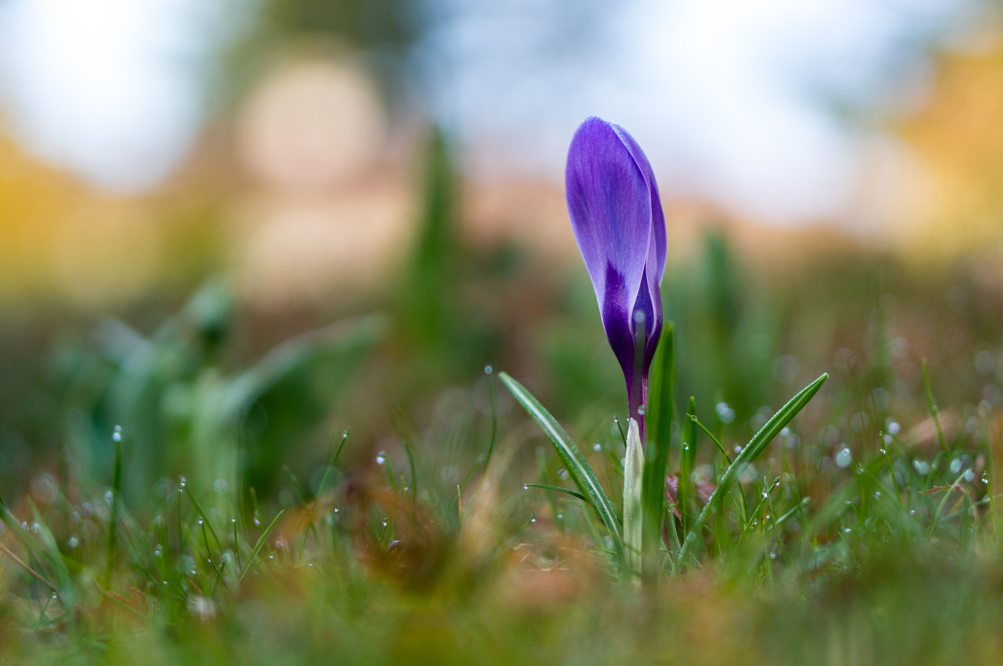 Sony Alpha NEX-5R + E 50mm F1.8 OSS sample photo. Spring's wake up photography