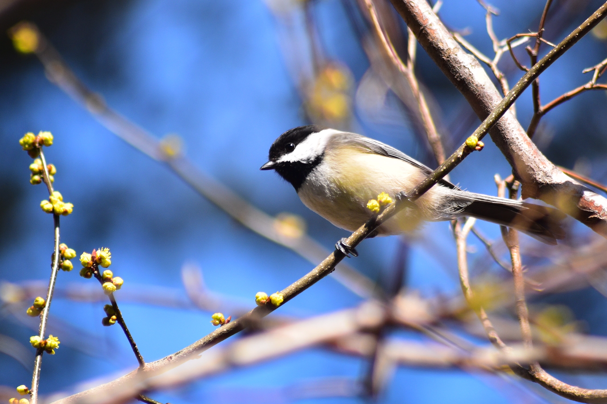 Sigma 70-300mm F4-5.6 APO DG Macro sample photo. Sing for me, chickadee photography