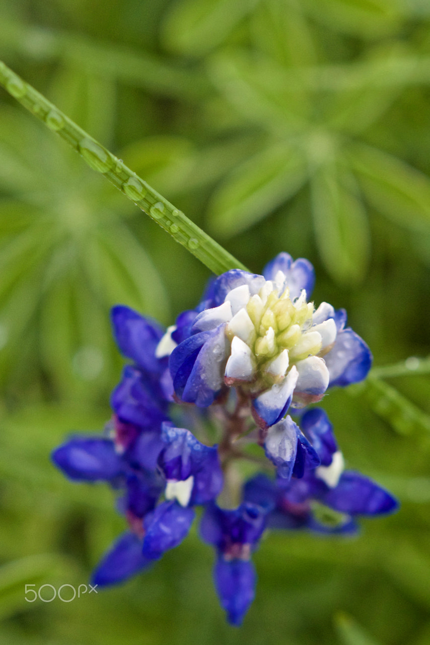 Canon EOS 550D (EOS Rebel T2i / EOS Kiss X4) + Canon EF 50mm F1.4 USM sample photo. Bluebonnet in the rain photography
