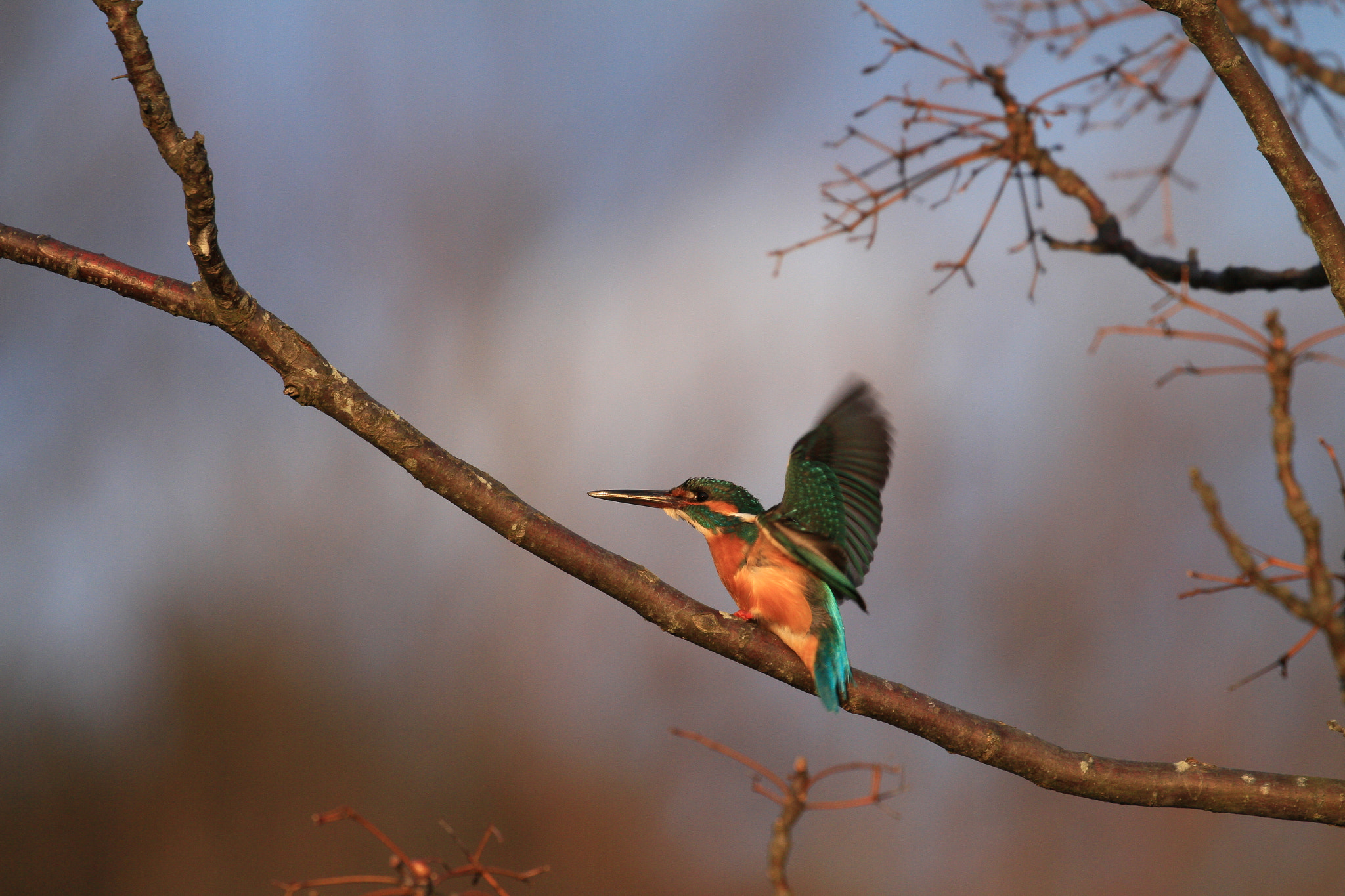 Canon EF 100-400mm F4.5-5.6L IS II USM sample photo. Kingfisher カワセミ photography