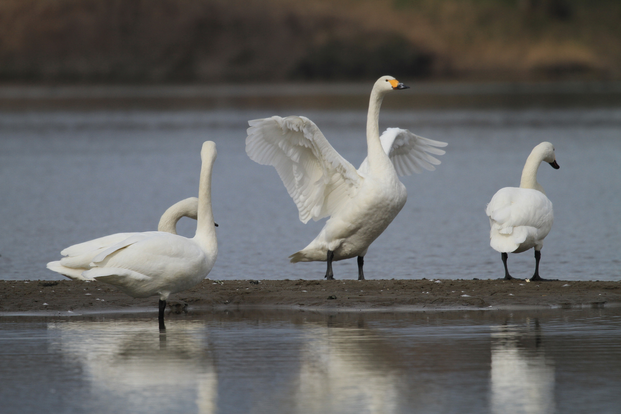 Canon EF 100-400mm F4.5-5.6L IS II USM sample photo. Tundra swan  コハクチョウ photography