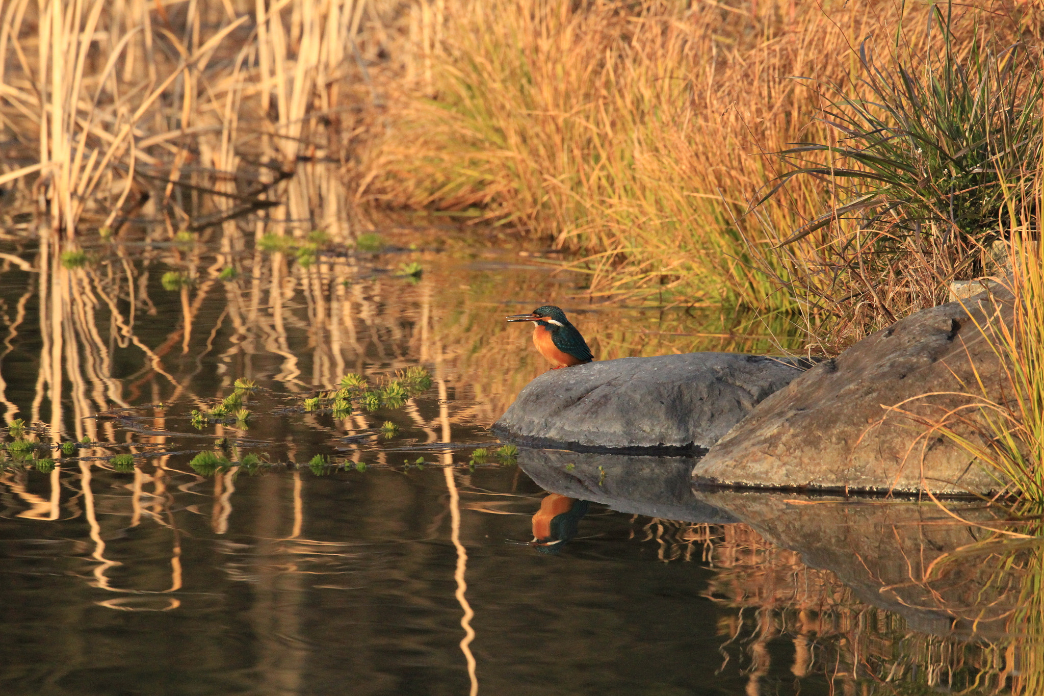 Canon EF 100-400mm F4.5-5.6L IS II USM sample photo. Kingfisher  カワセミ photography