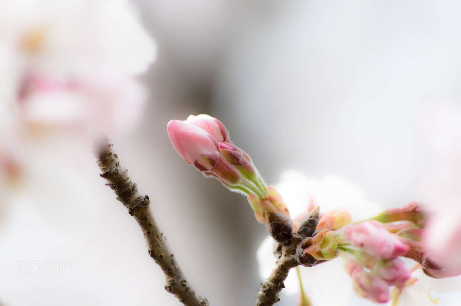 HD Pentax DA 55-300mm F4.0-5.8 ED WR sample photo. Eagerly waiting for spring photography