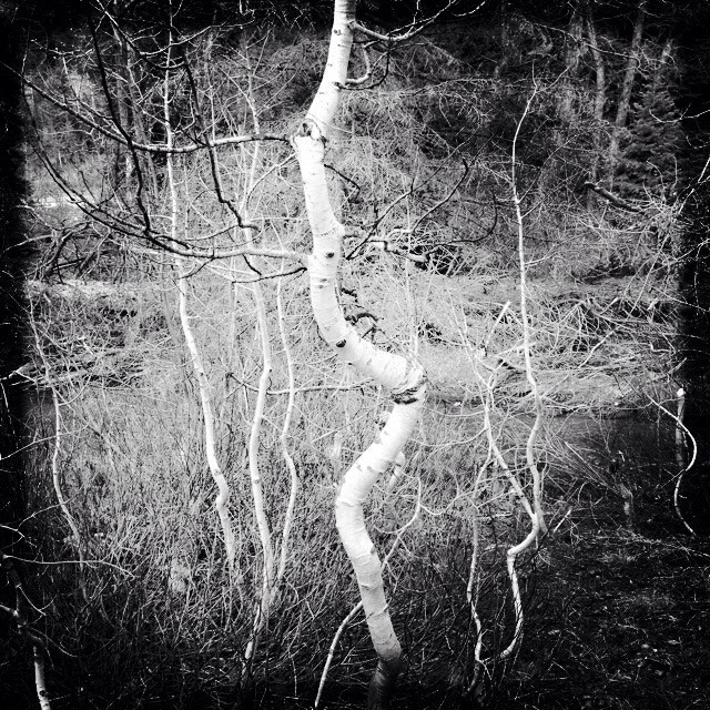 Hipstamatic 280 sample photo. Aspens photography