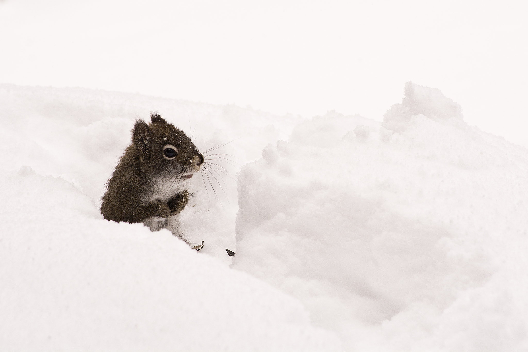 Nikon D7100 + IX-Nikkor 60-180mm f/4-5.6 sample photo. Ciop in the snow photography