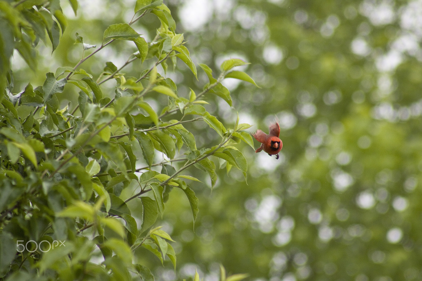 Canon EF 75-300mm f/4-5.6 USM sample photo. Cardinal flying photography