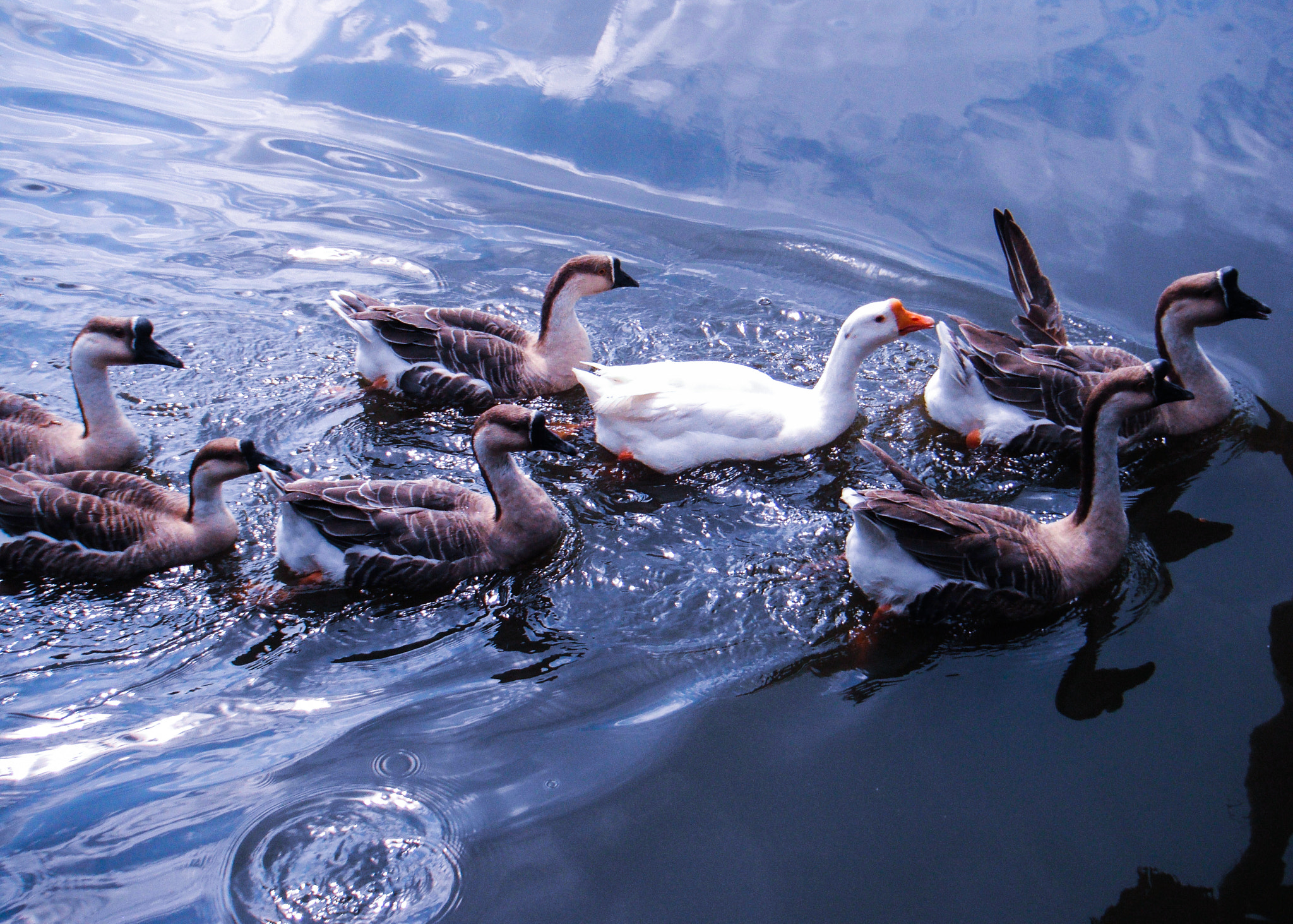 FujiFilm FinePix Z70 (FinePix Z71) sample photo. Portrait of a duck photography