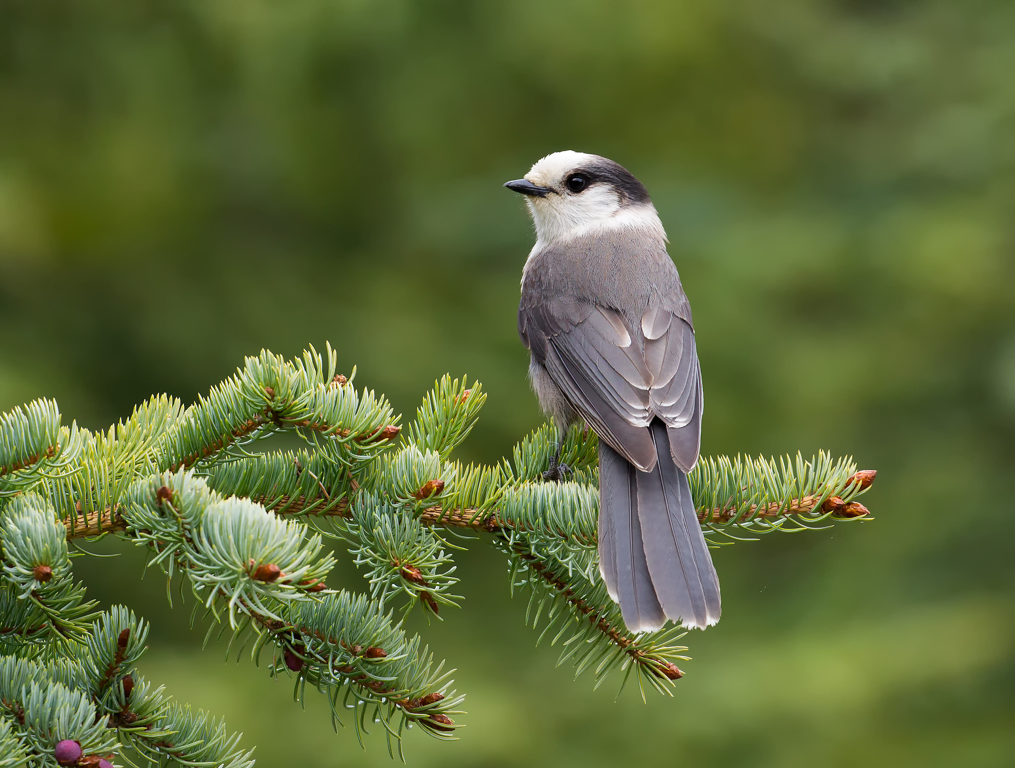 Canon EF 100-400mm F4.5-5.6L IS II USM sample photo. Greyjay photography