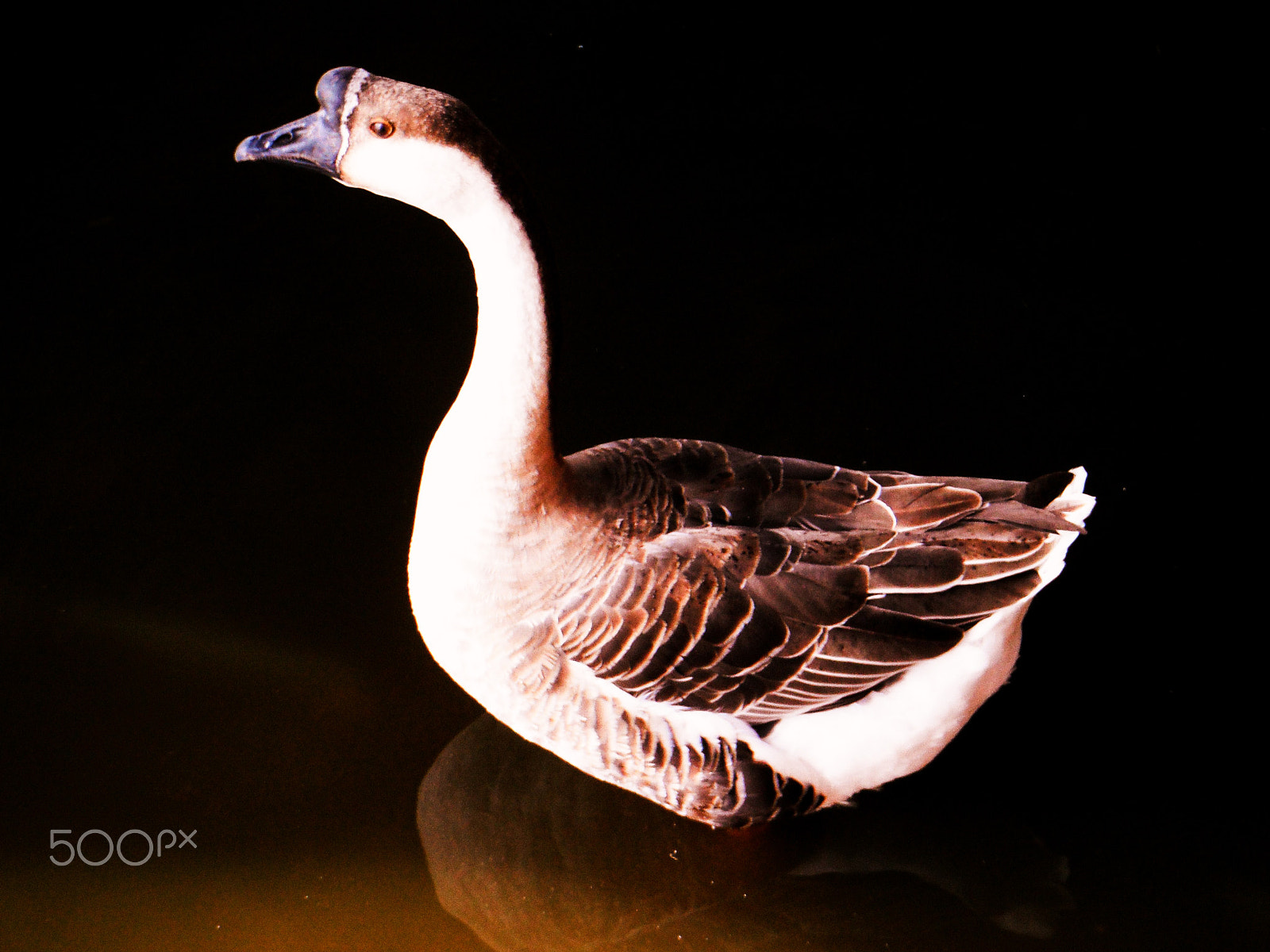 FujiFilm FinePix Z70 (FinePix Z71) sample photo. Portrait of a duck photography