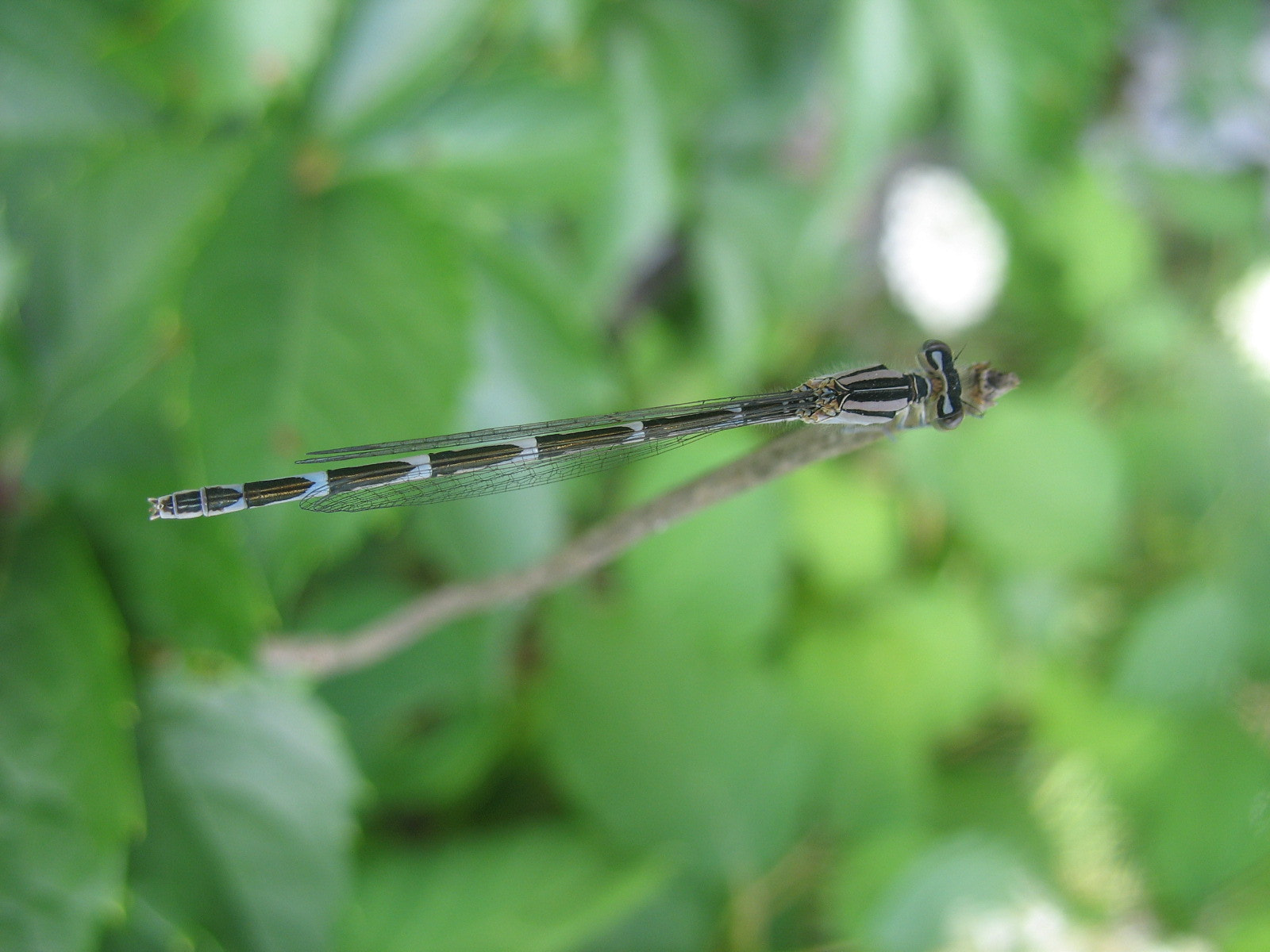 Canon POWERSHOT A610 sample photo. Resting dragon fly photography
