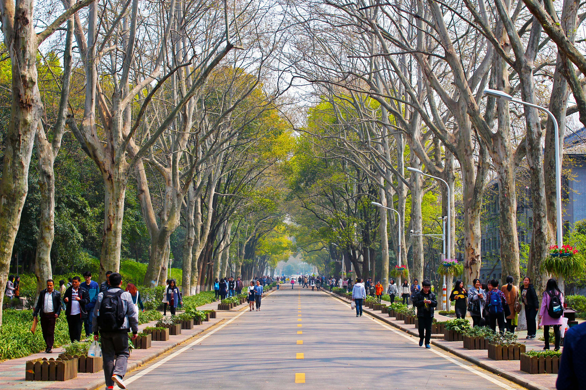 Sigma 50mm F1.4 EX DG HSM sample photo. A road in central china normal university photography