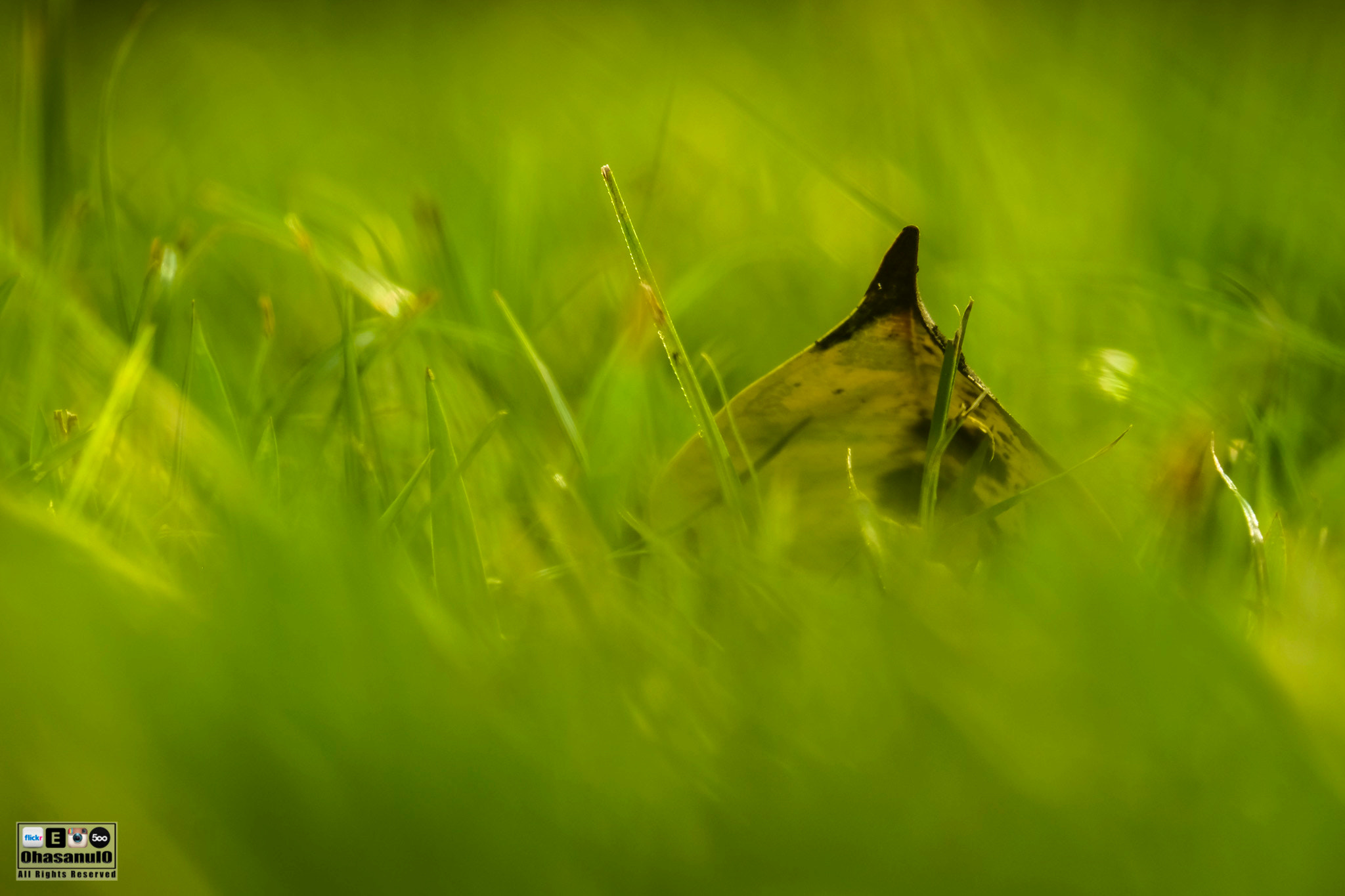 Fujifilm X-M1 + Fujifilm XC 50-230mm F4.5-6.7 OIS II sample photo. The fallen one. photography