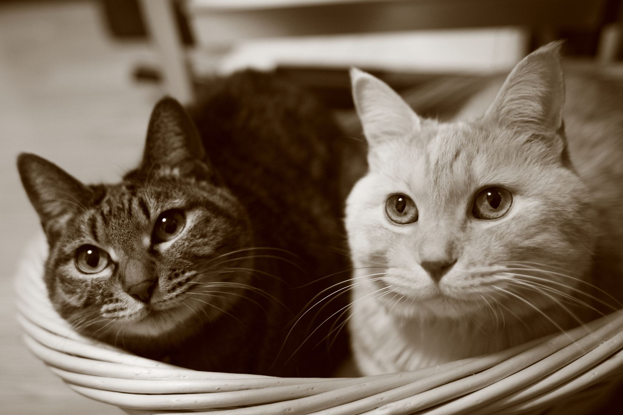 Sigma 28mm f/1.8 DG Macro EX sample photo. Friend photography