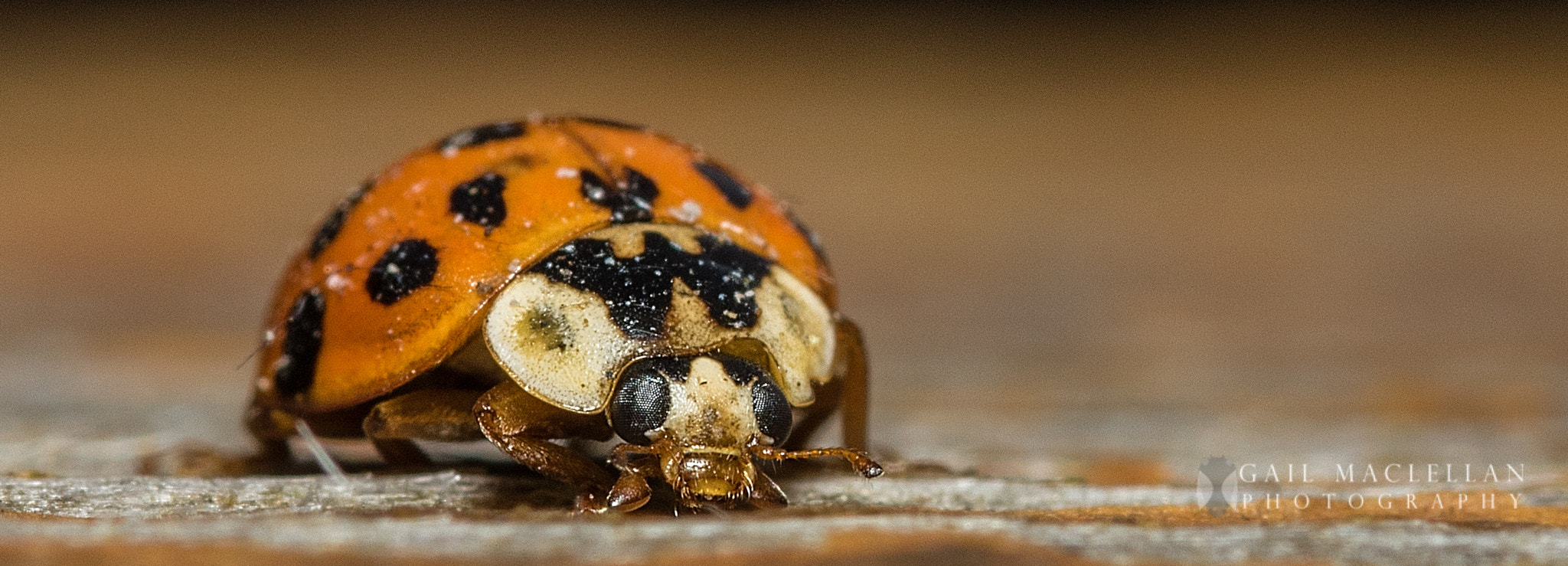 Sigma 105mm F2.8 EX DG Macro sample photo