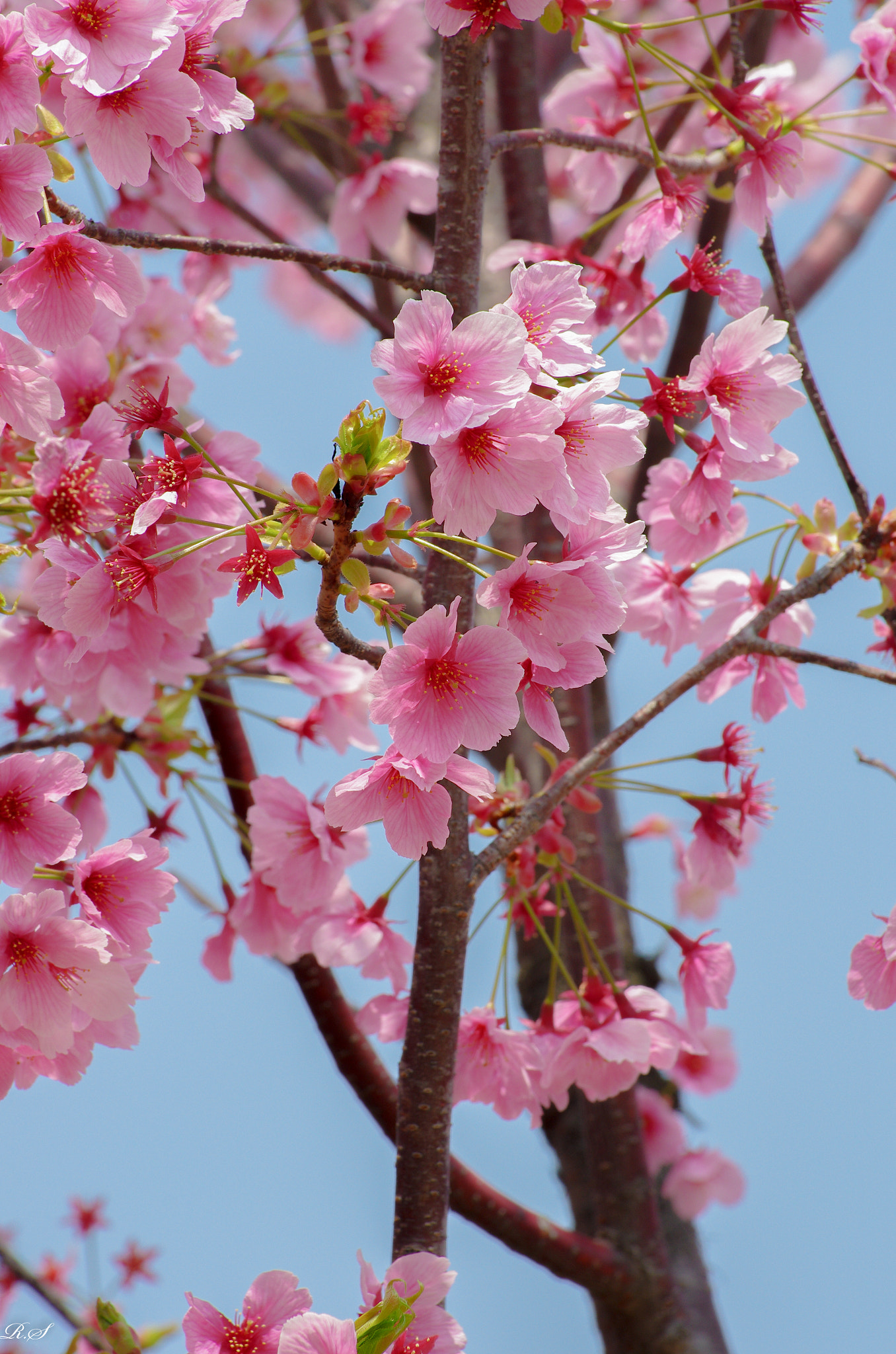 Pentax smc DA* 50-135mm F2.8 ED (IF) SDM sample photo. Spring fragrance photography