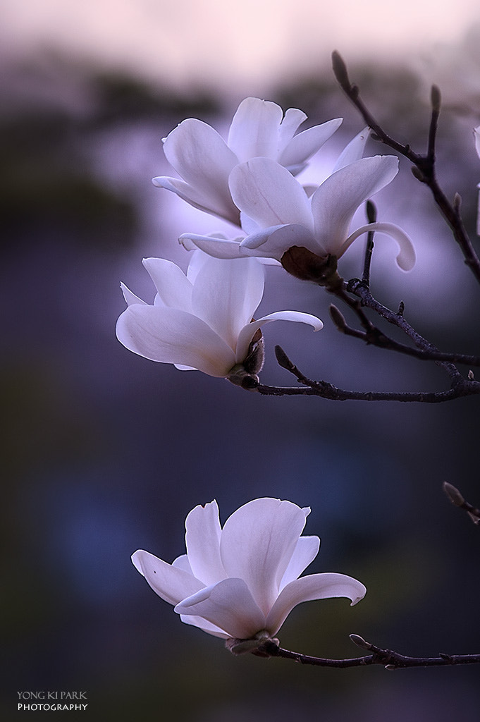 Pentax K-3 sample photo. Song of april-2 photography