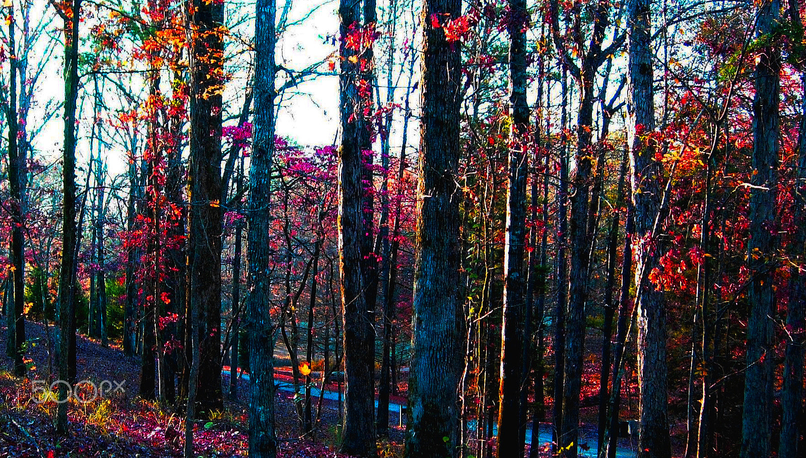 Nikon E5200 sample photo. Trees at sundown on our daughter's property in ms photography