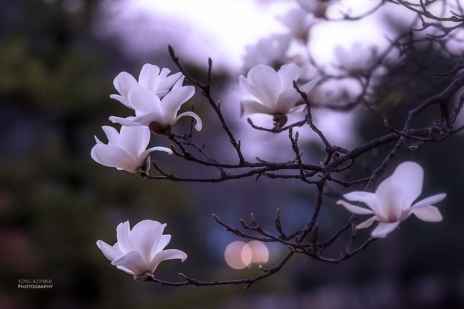 Pentax K-3 sample photo. Song of april - 1 photography
