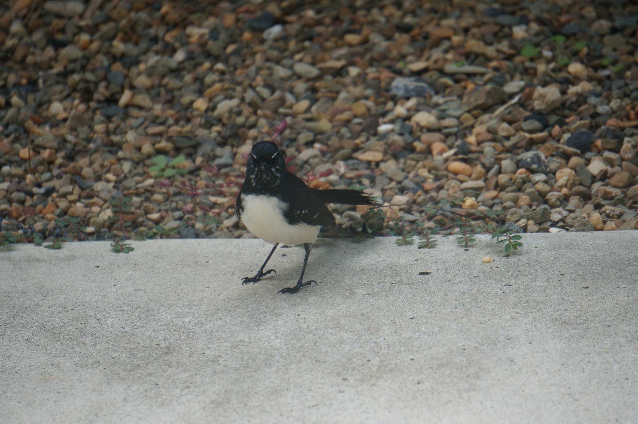 Sony E 55-210mm F4.5-6.3 OSS sample photo. Willie wagtail photography