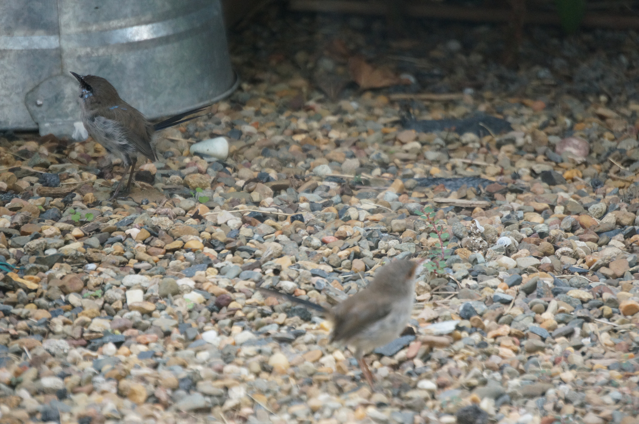 Sony E 55-210mm F4.5-6.3 OSS sample photo. Superb fairy wrens photography