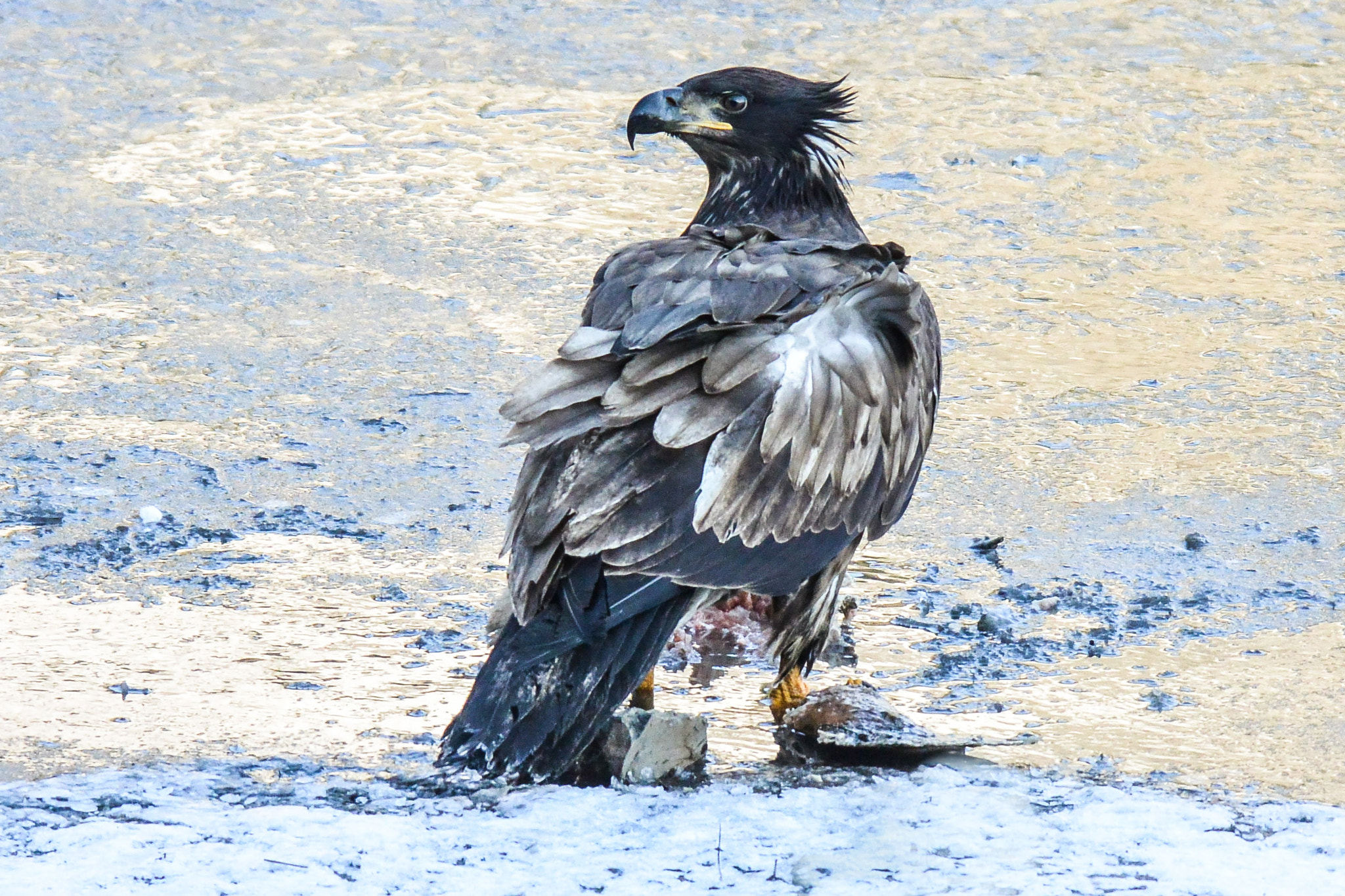 Nikon 1 V2 sample photo. Eagle photography