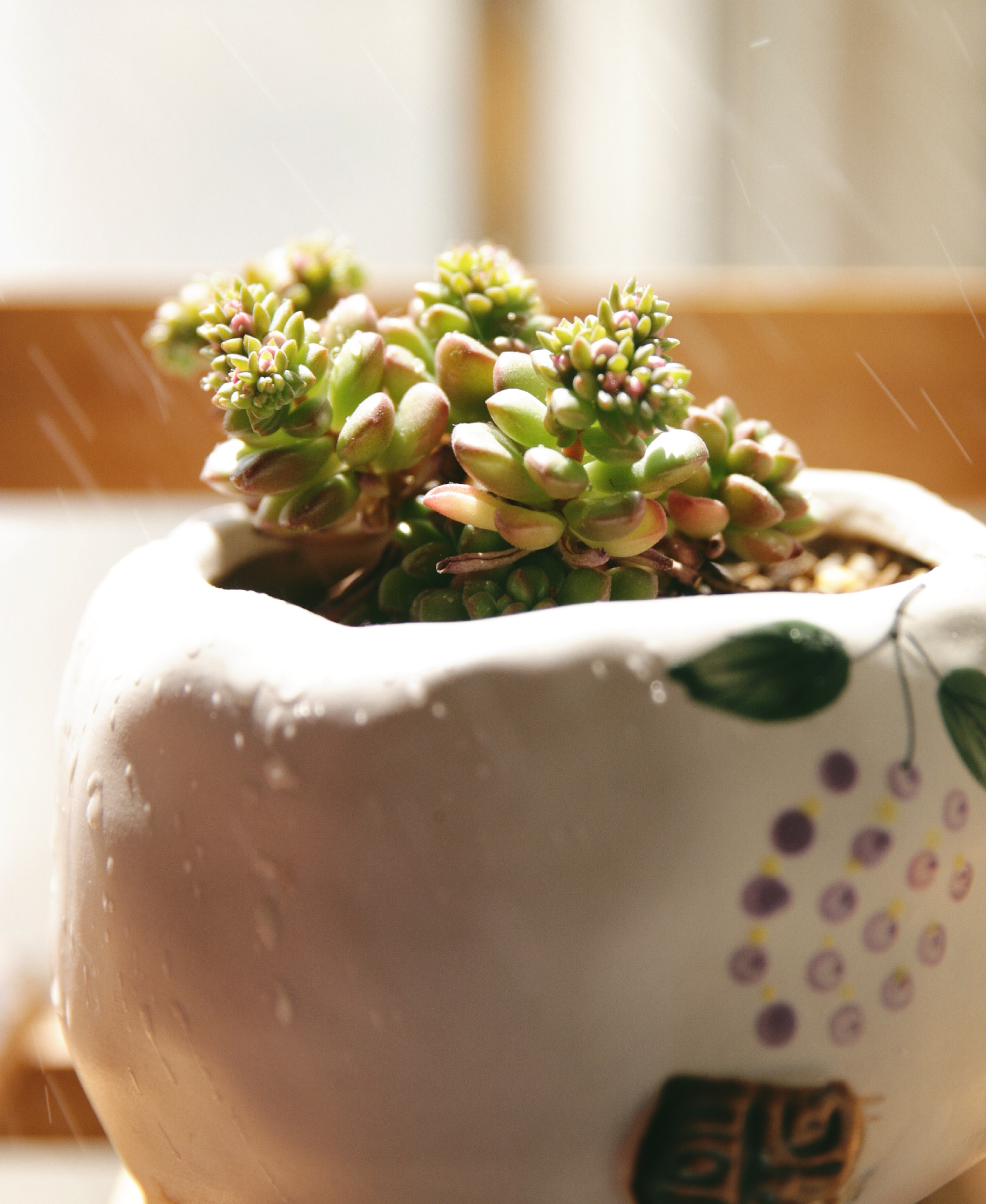 Canon EF 24-70mm F2.8L II USM sample photo