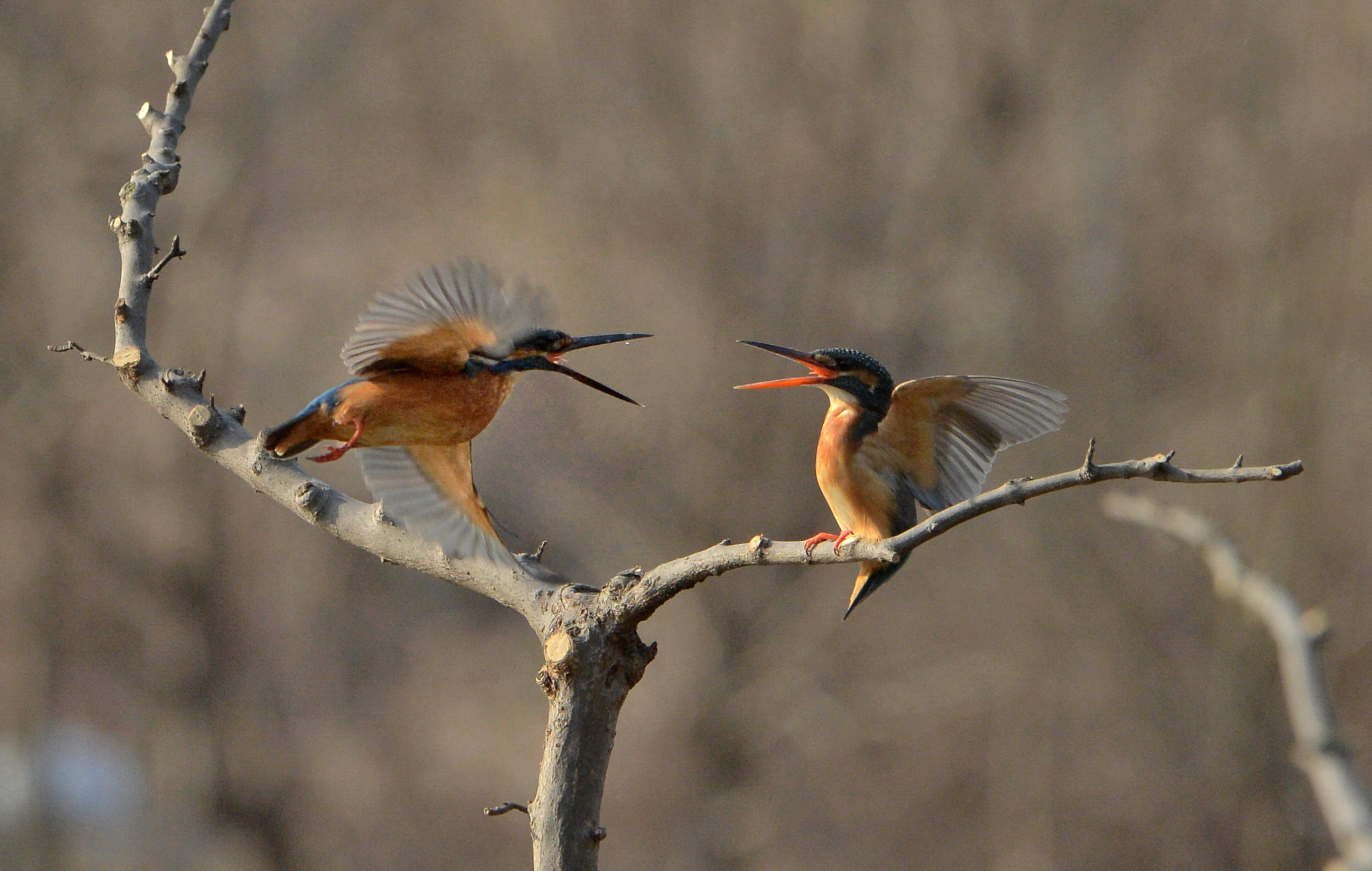 Nikon D4 sample photo. Alcedo atthis photography