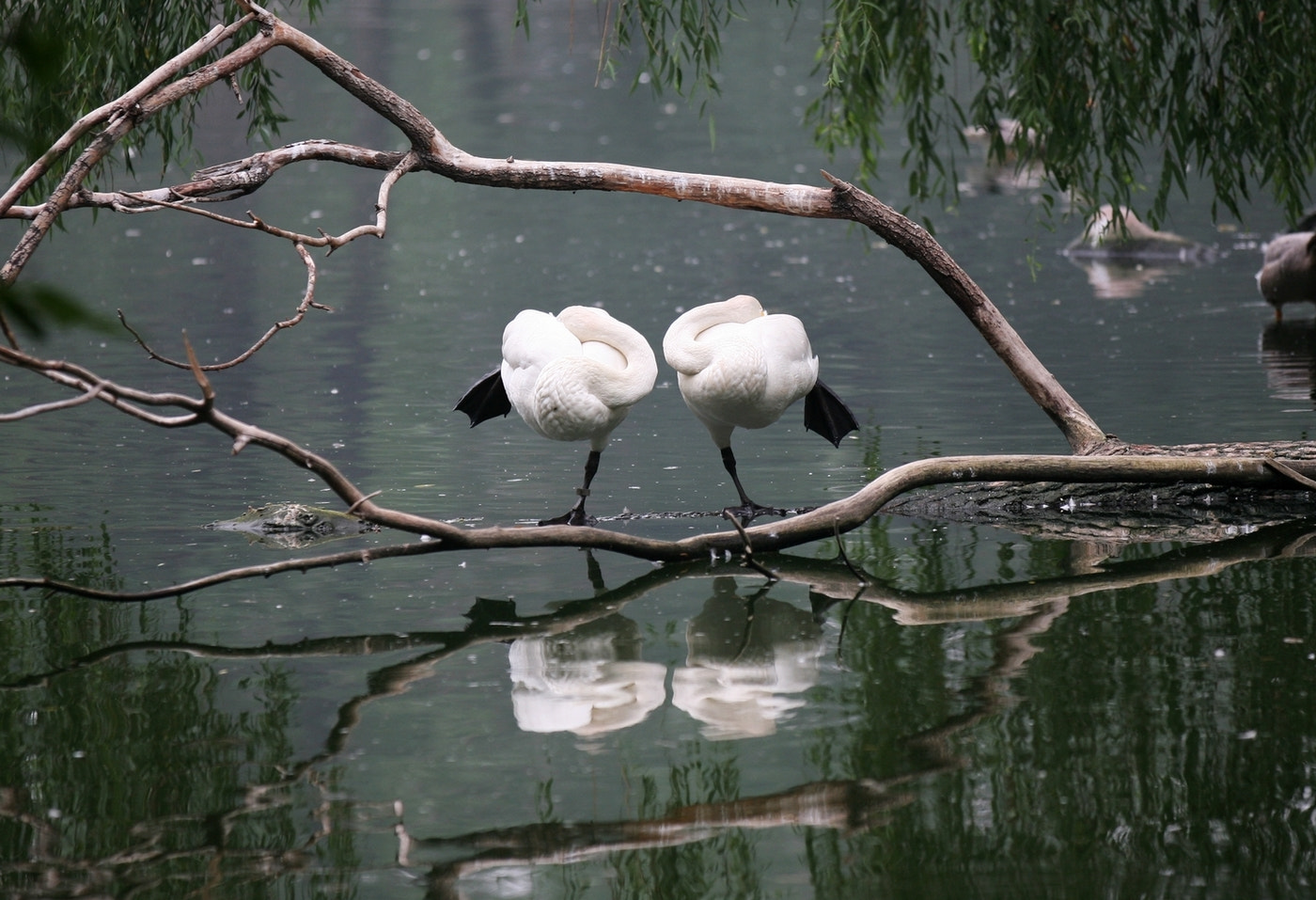 Canon EF 70-200mm F2.8L IS II USM sample photo. Symmetry photography