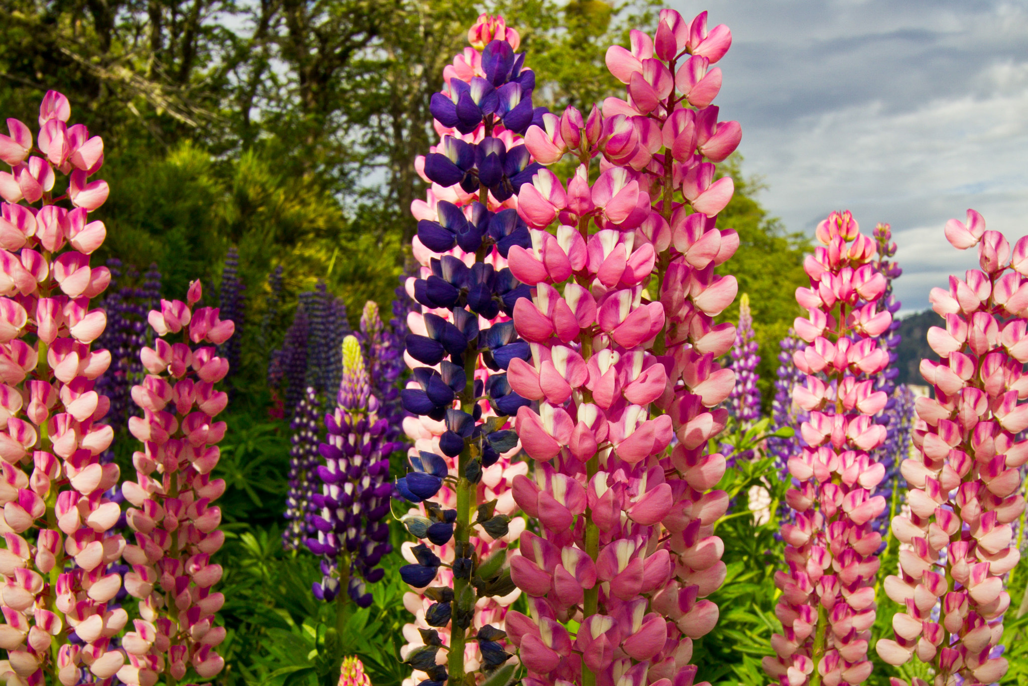 Canon EOS 550D (EOS Rebel T2i / EOS Kiss X4) sample photo. Lupines photography