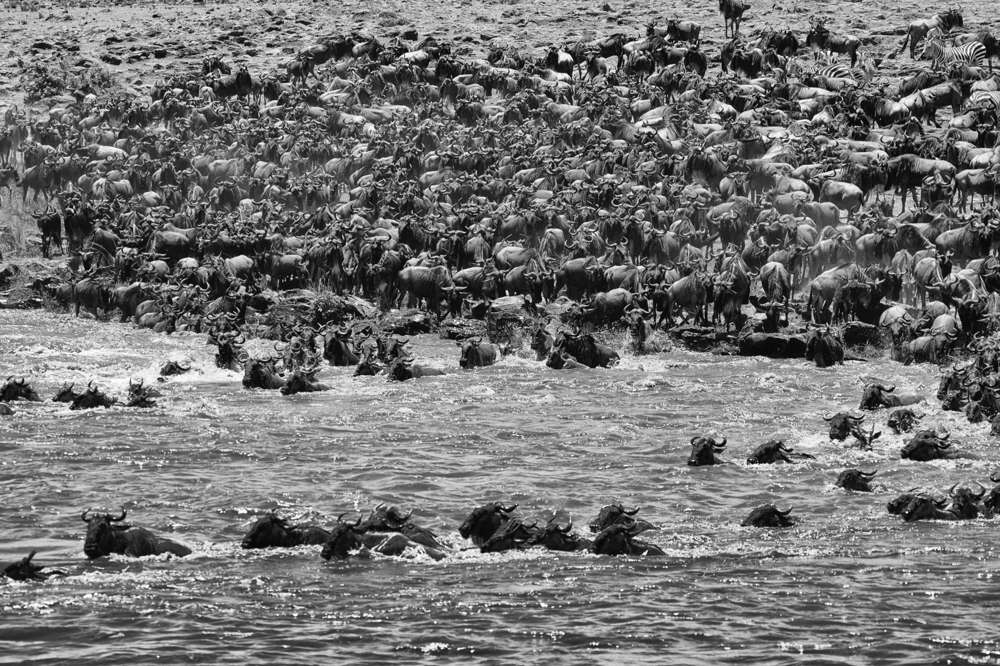 Sigma 150-500mm F5-6.3 DG OS HSM sample photo. Migration masimara photography