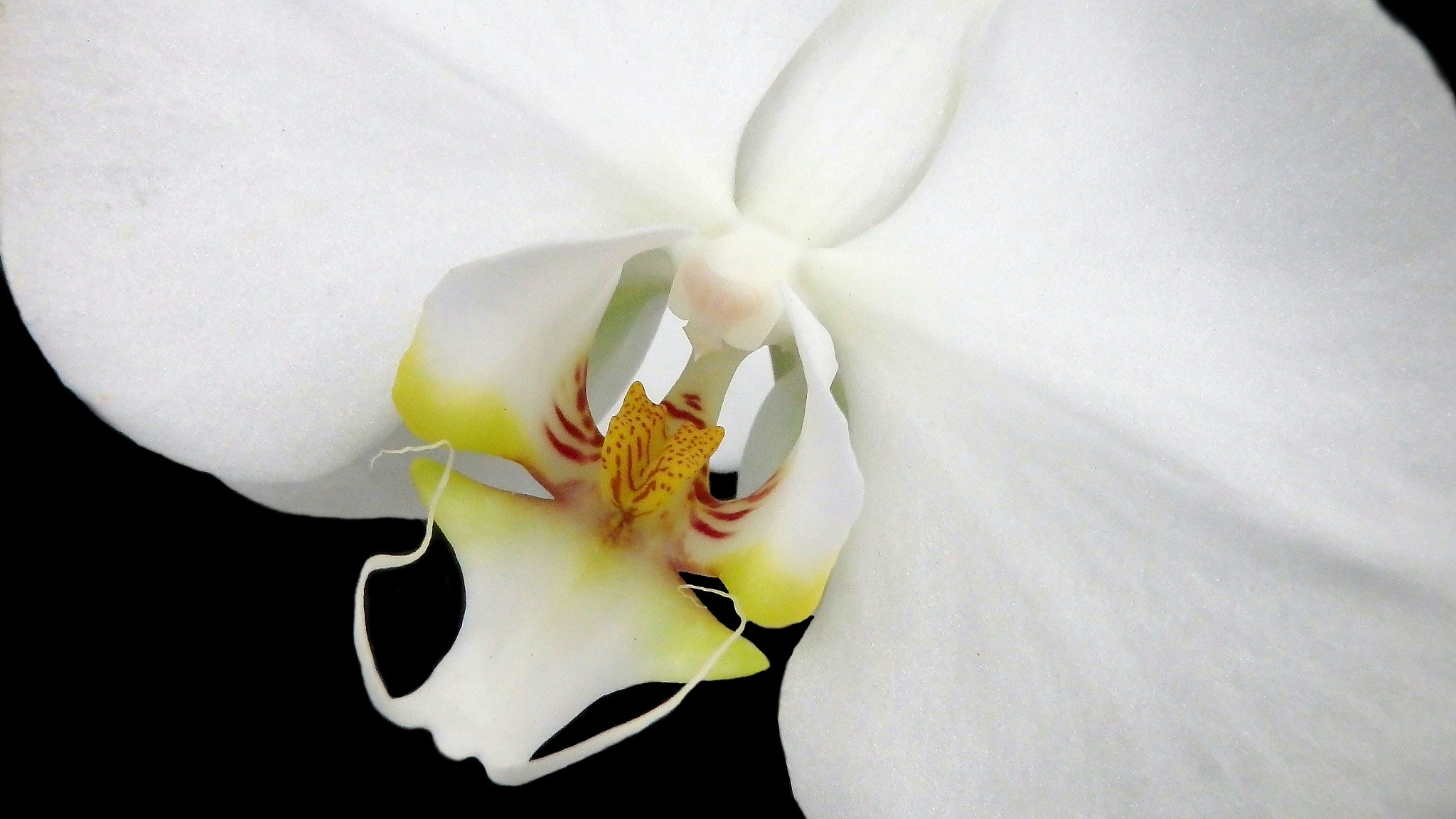 Olympus TG-830 sample photo. White orchid........ photography