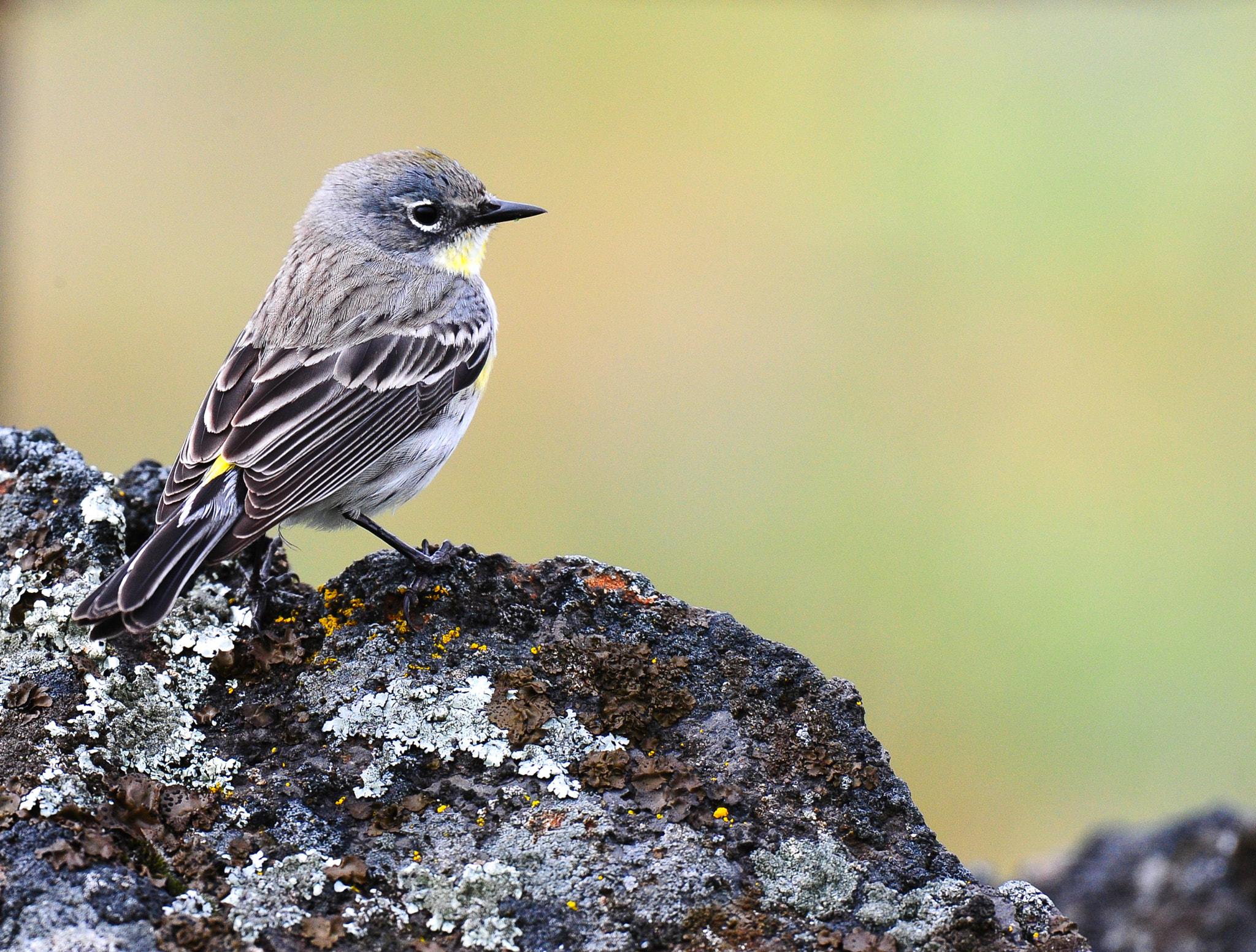Nikon D3S sample photo. I lichen this little warbler. photography