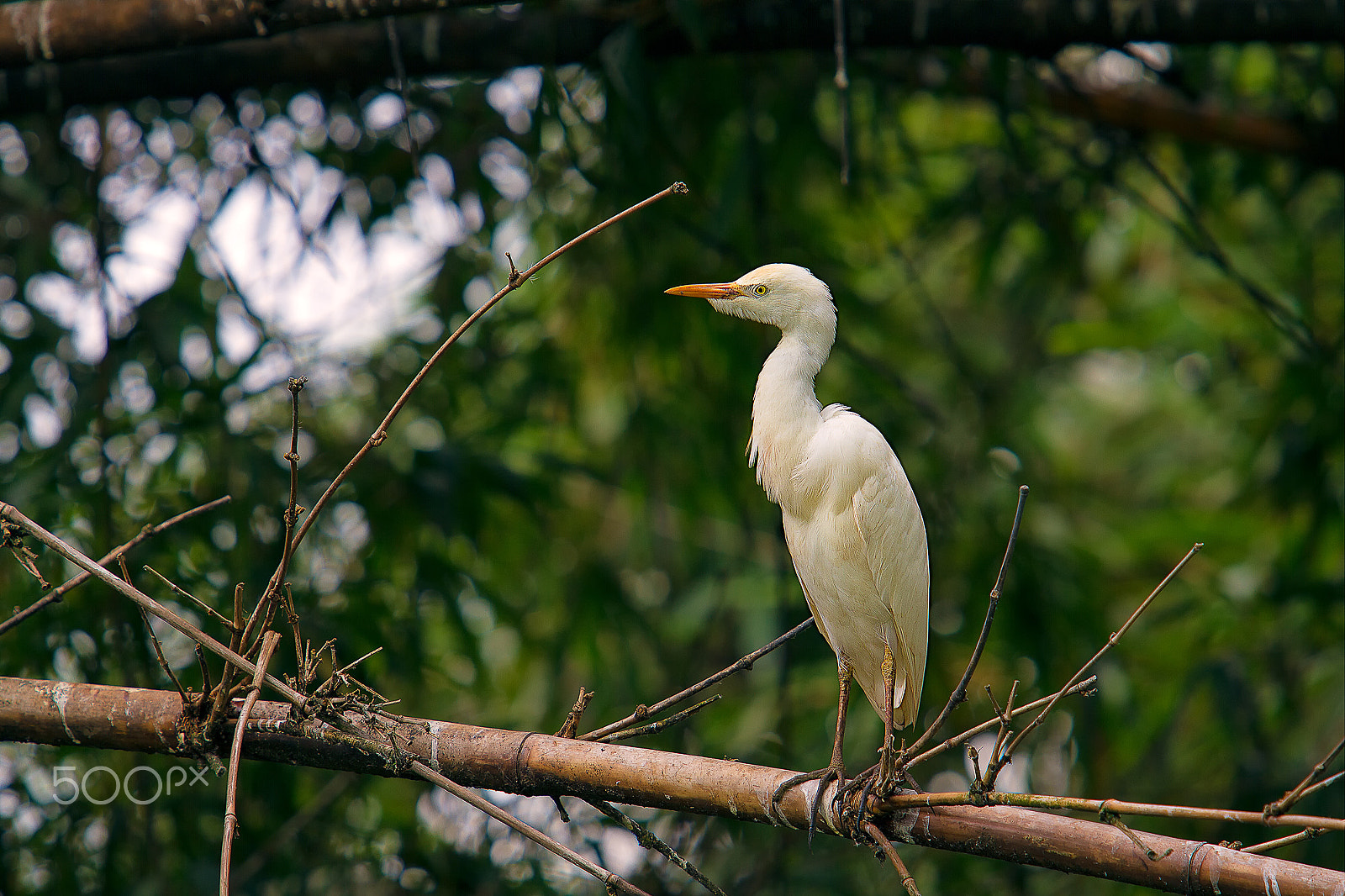 Canon EOS 7D + Canon EF 70-200mm F2.8L USM sample photo. Cattle egret photography