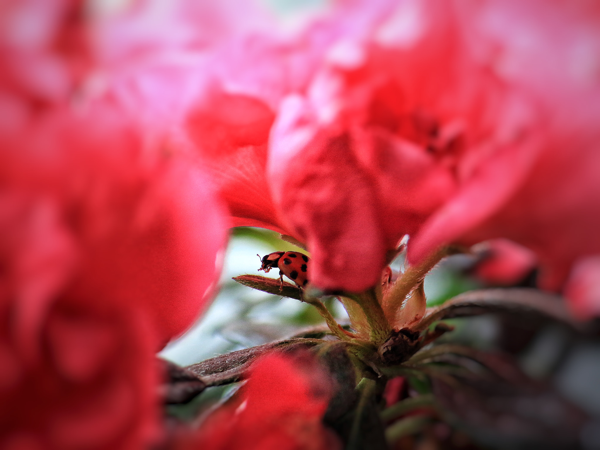 Canon EF-S 55-250mm F4-5.6 IS sample photo. Hidden gems photography