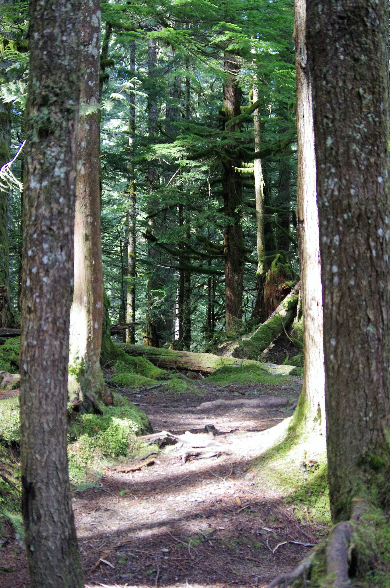Pentax K-r sample photo. Follow the path photography
