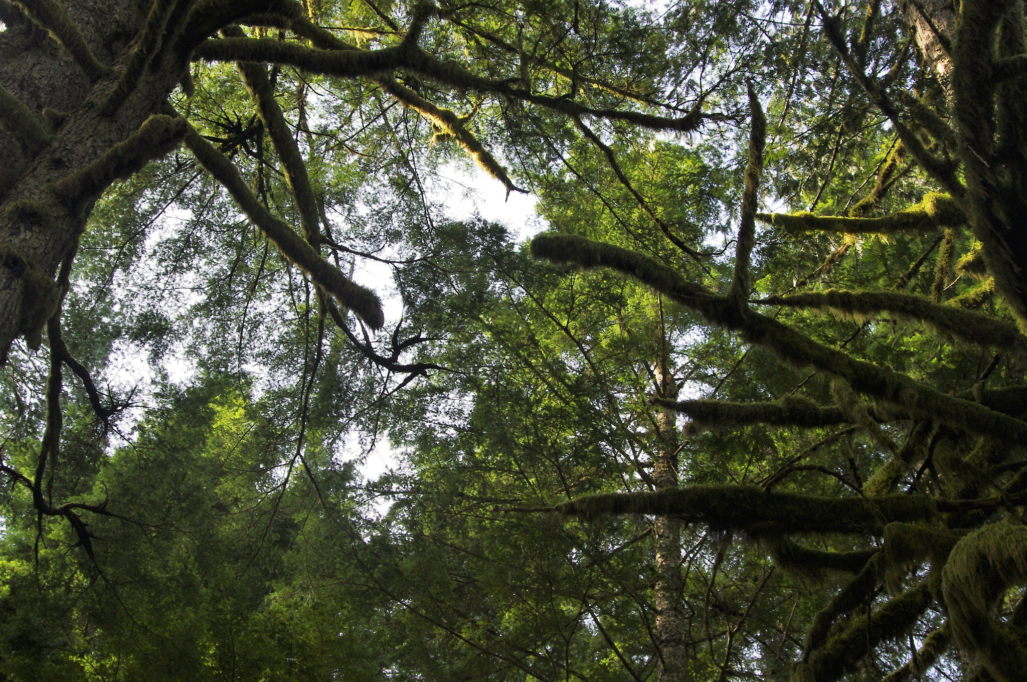 Pentax K-r sample photo. Looking up photography
