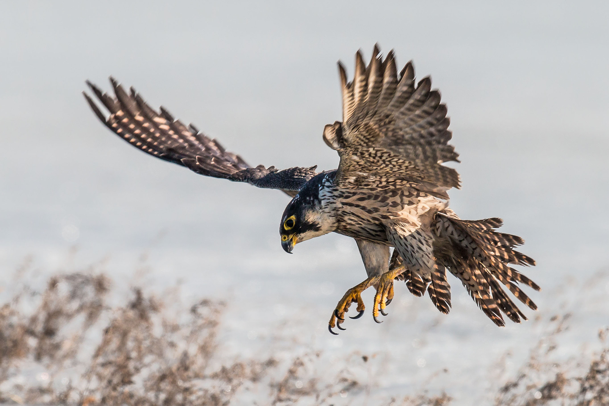 Canon EF 600mm F4L IS II USM sample photo. Flying peregrine photography