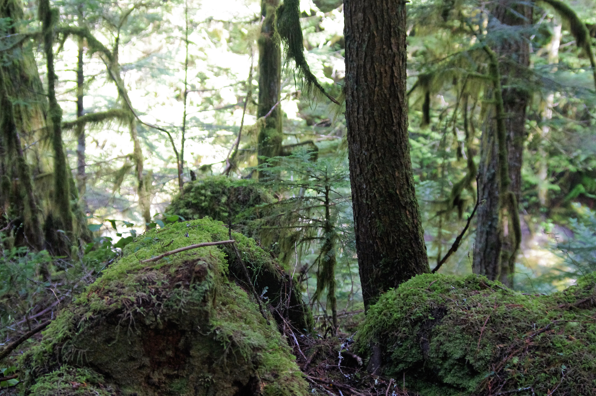 Pentax K-r sample photo. Nature walk photography